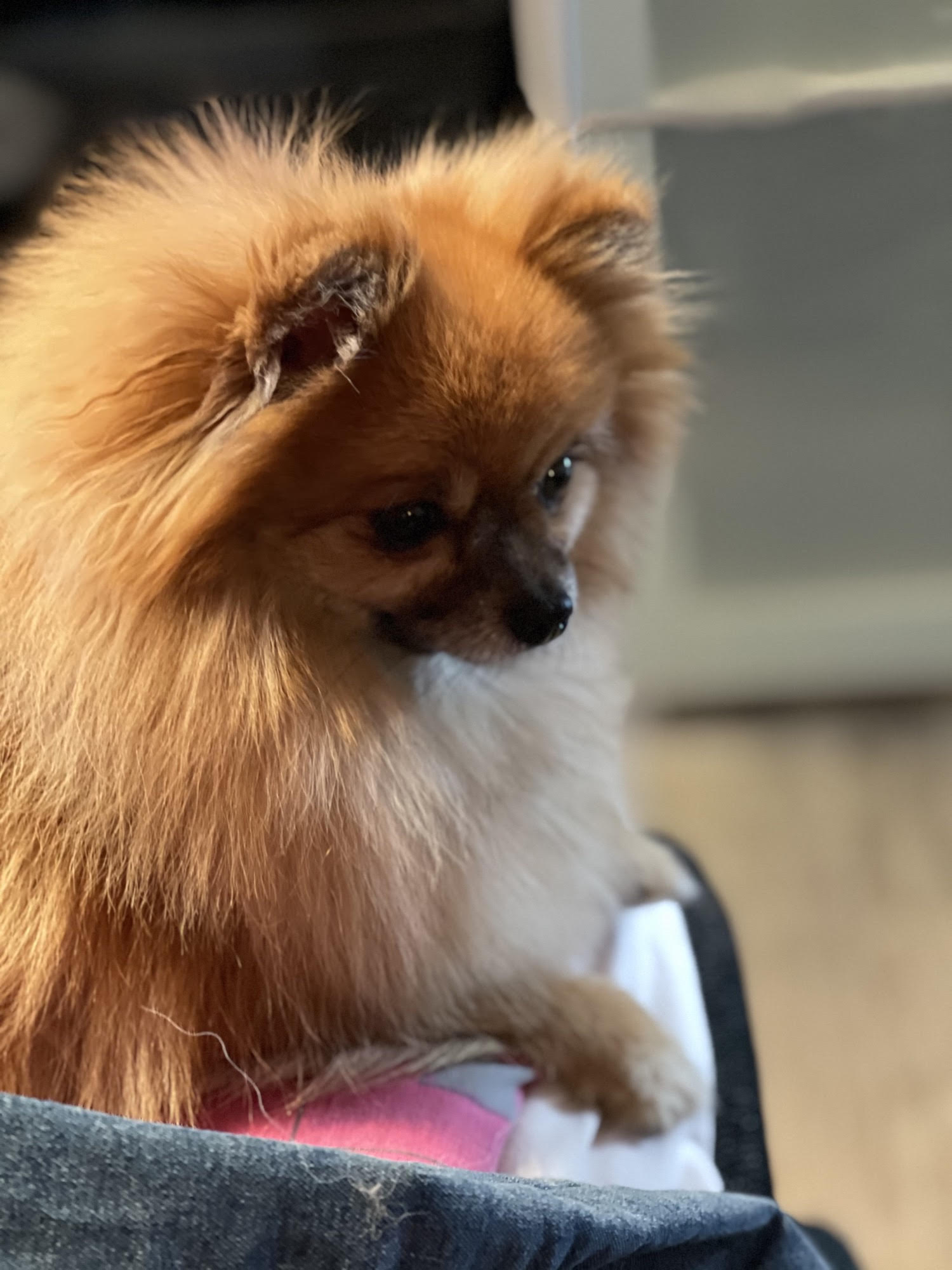 Pomeranian, Fellboms Kazoo 