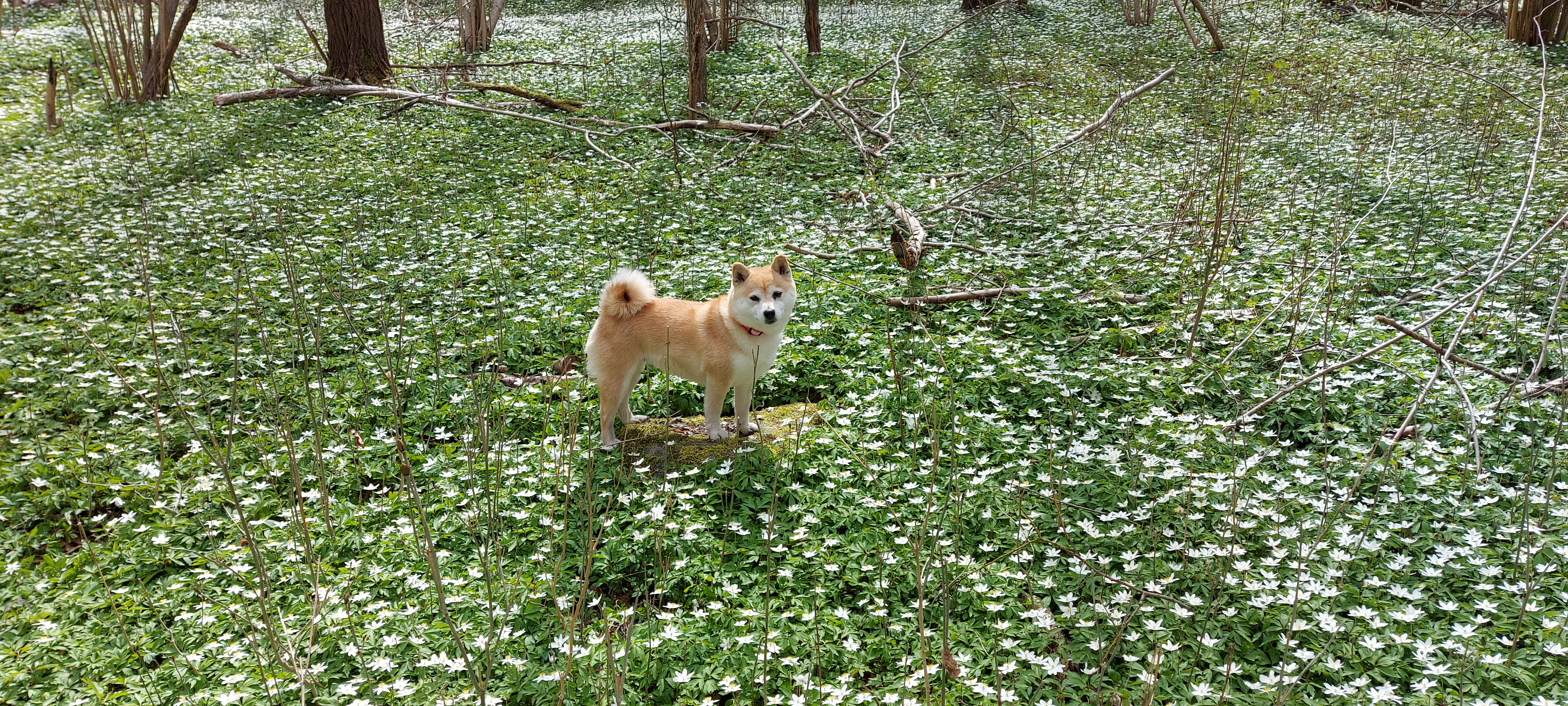 Shiba, Flying Ninja's Please Release Me (Chiyo)