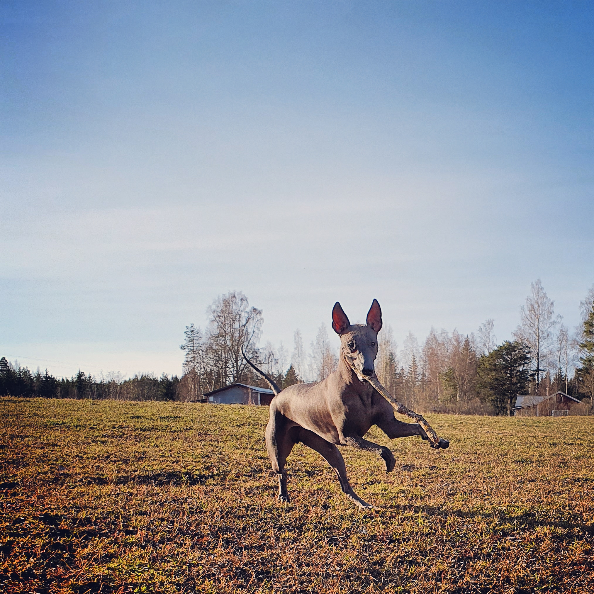 Xoloitzcuintle, Obsessed To Be Fury.