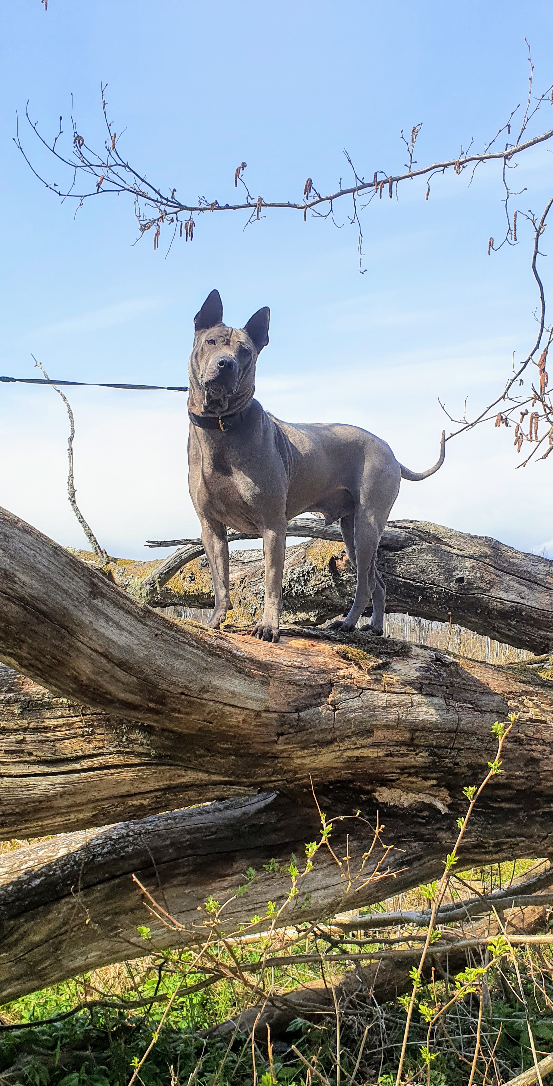 Thai Ridgeback,  Thai-Mex QLexus