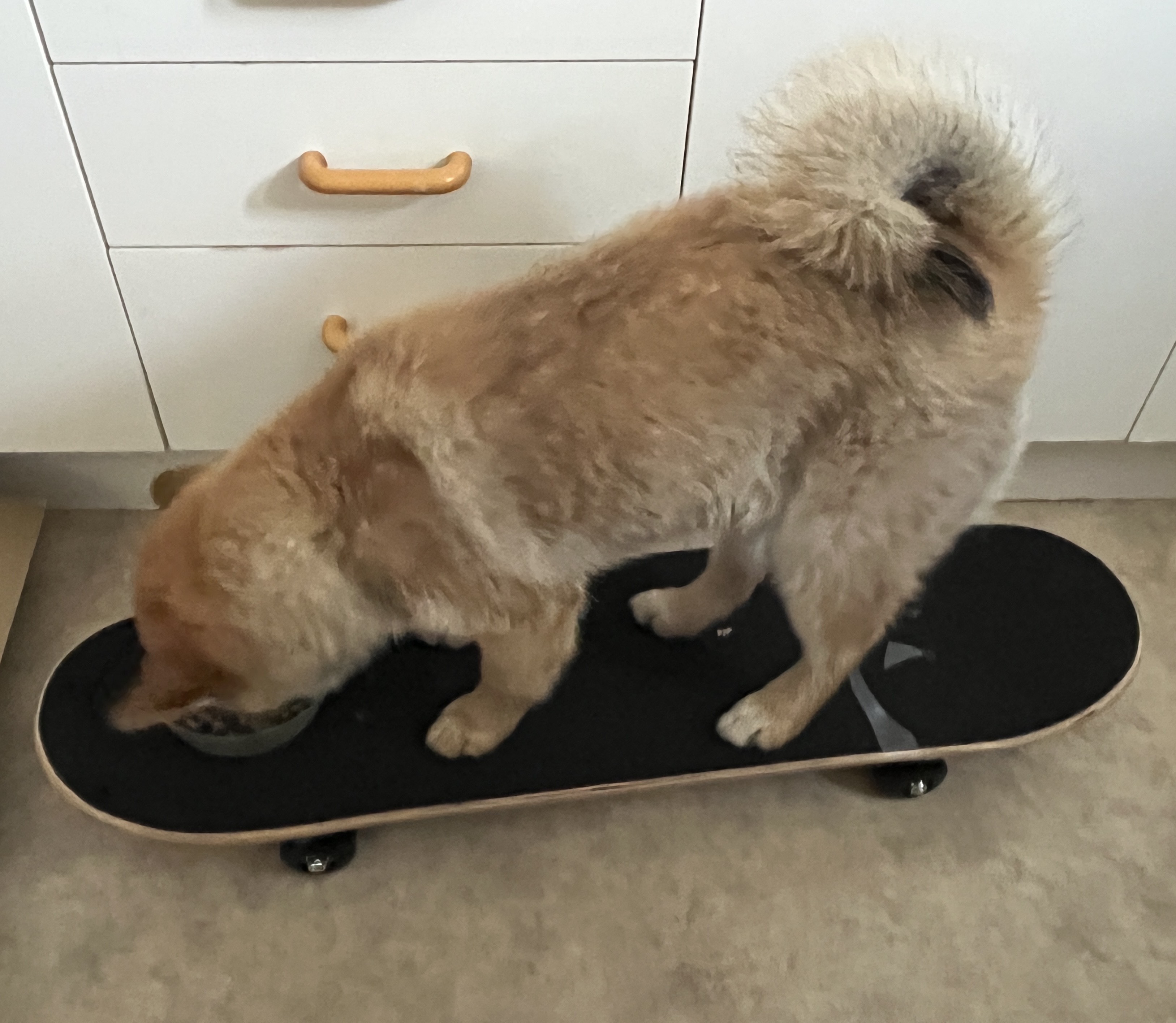 Skateare