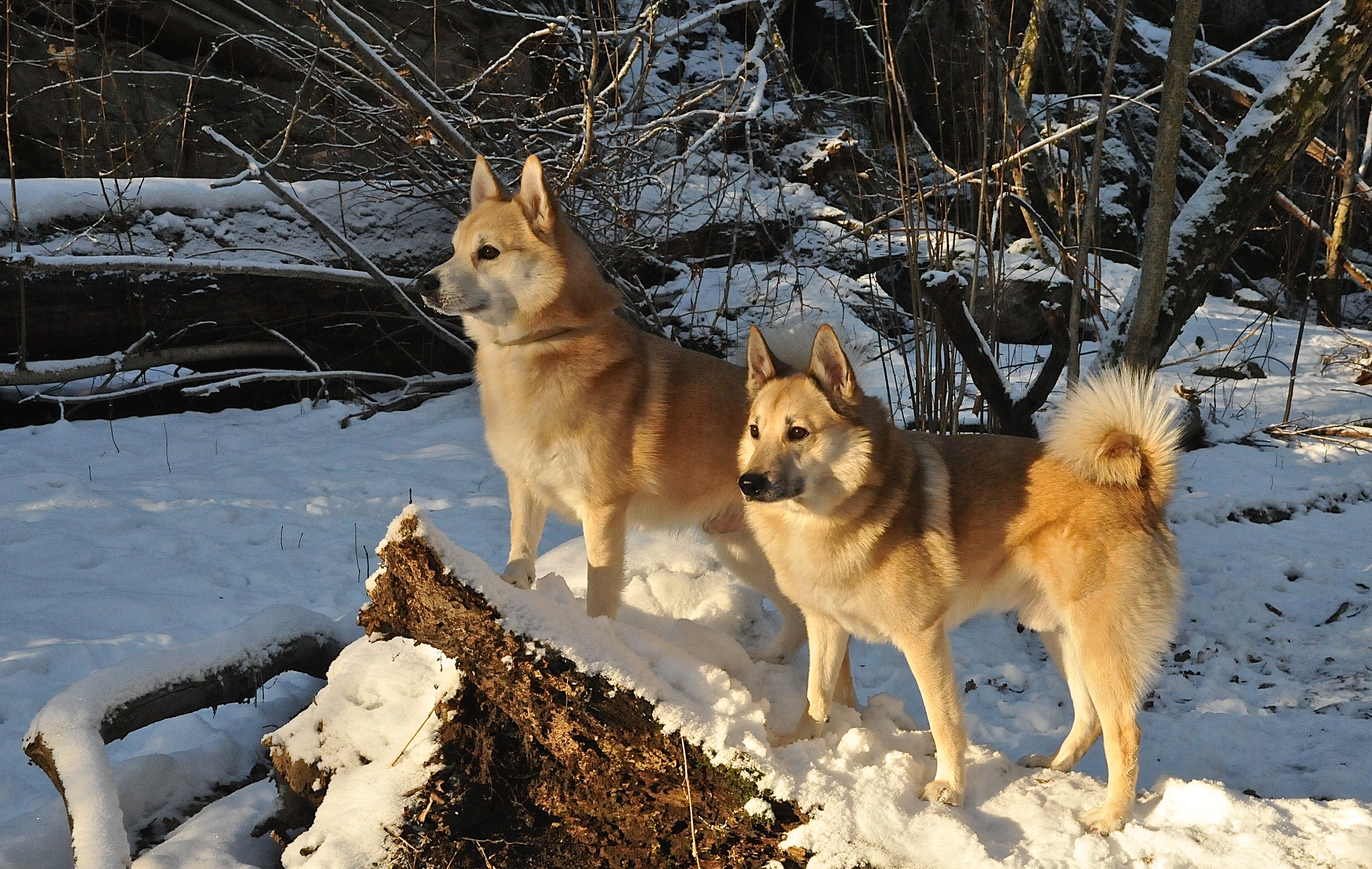 Norsk Buhund, Freij och QU