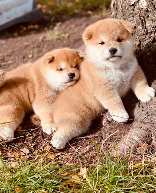 Shiba 