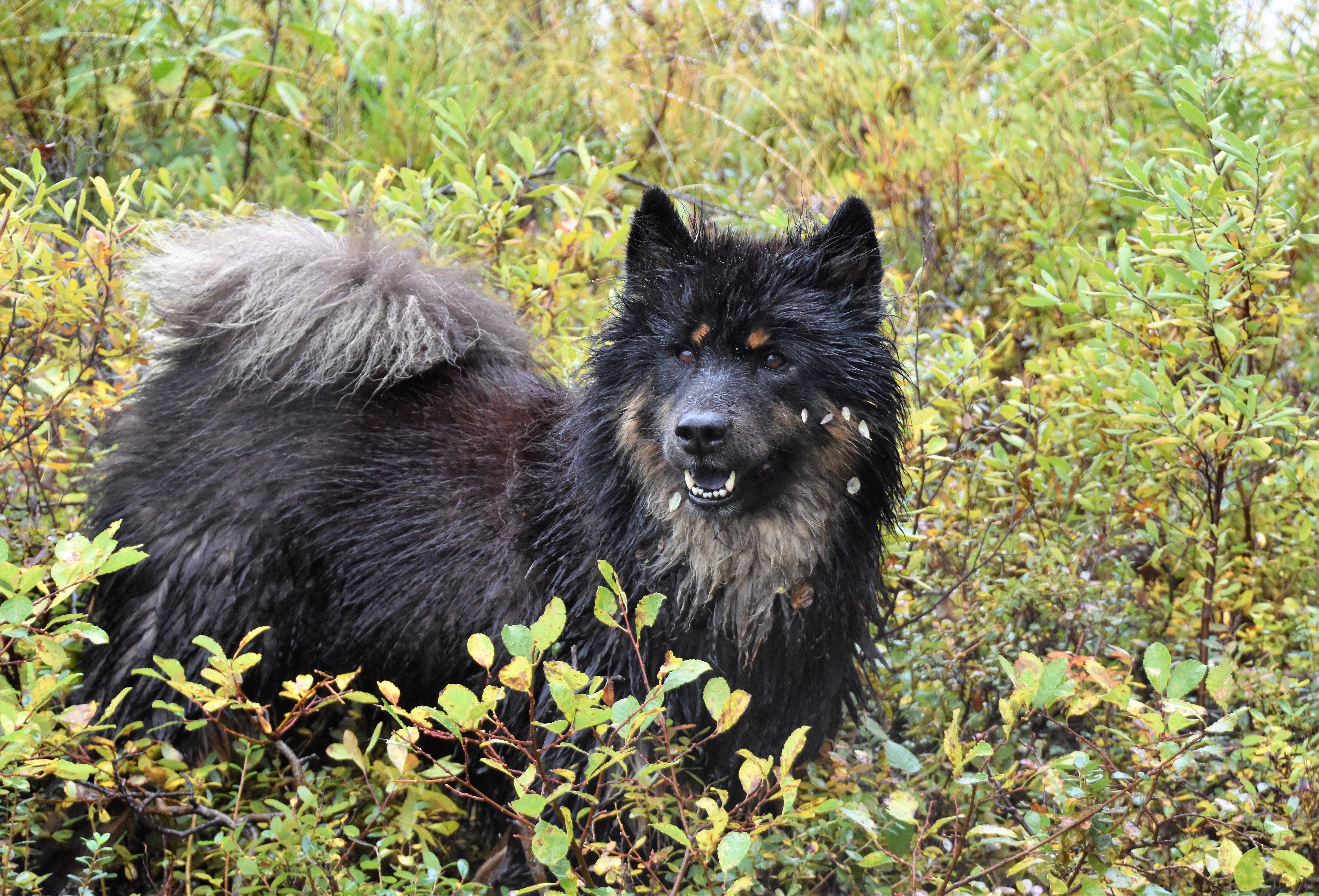 Eurasier "Kitune's Jill Johnson" och foto är taget av mig, Jeanette Dy