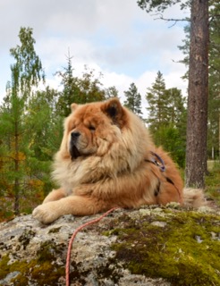 Nellwoods Izie Action ChowChow Helena Fagerström, Umeå