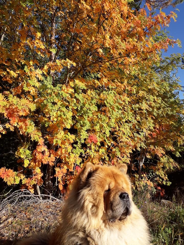 Nellwoods Izie Action ChowChow Helena Fagerström, Umeå