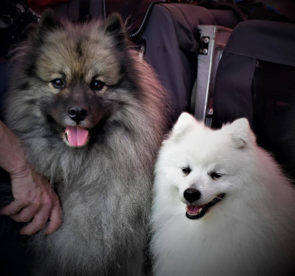 Keeshond och Japansk spets