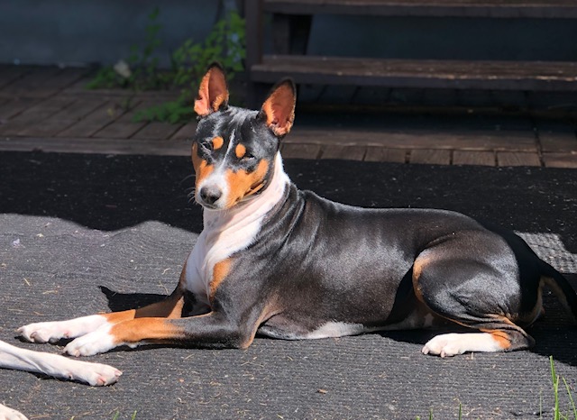 Basenji 