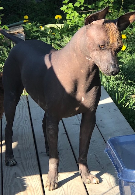 Xoloitzcuintle mellan