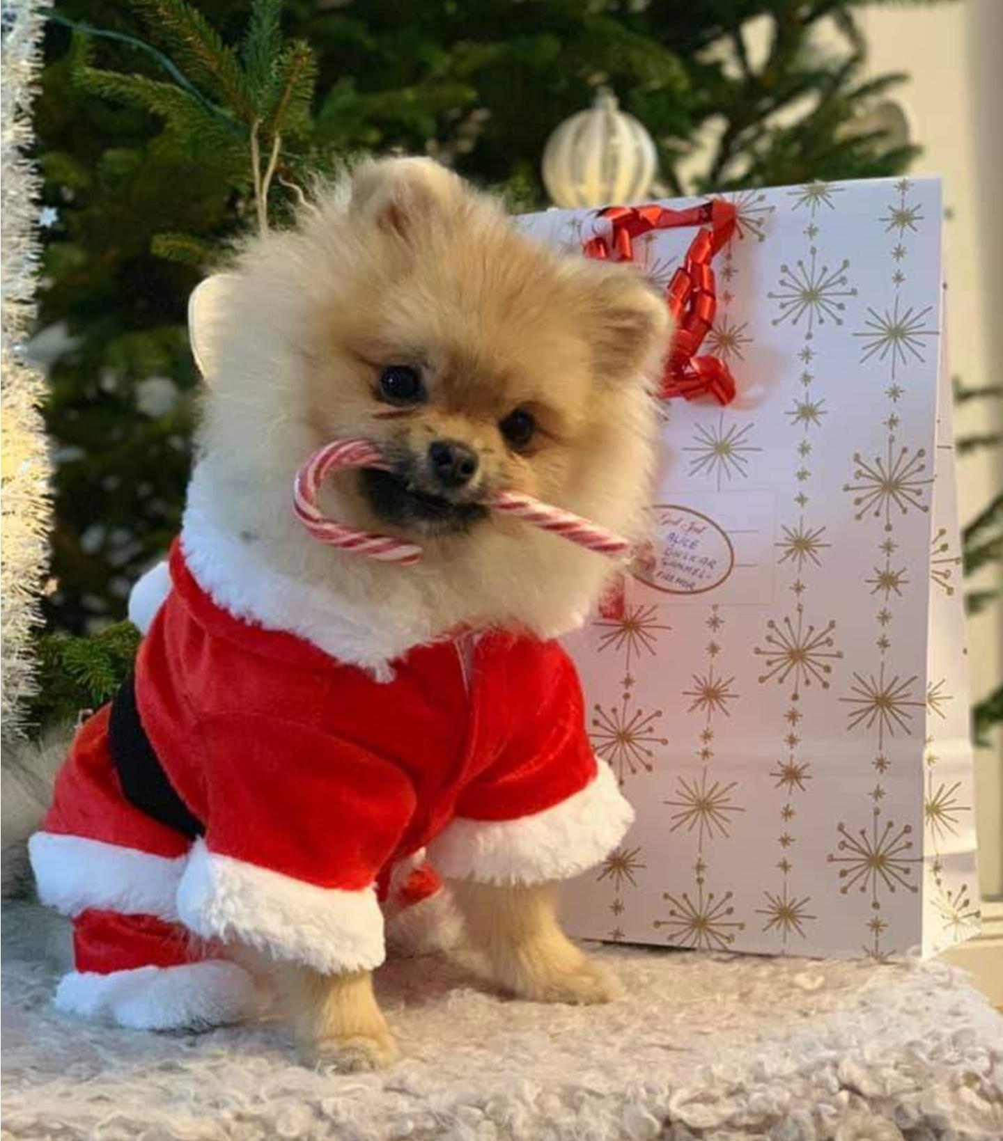 Pomeranian, Luna