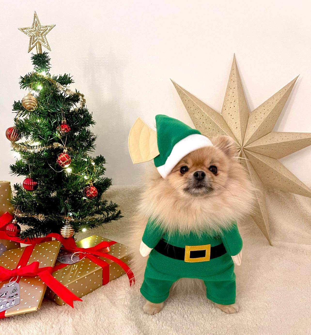 Pomeranian, Luna