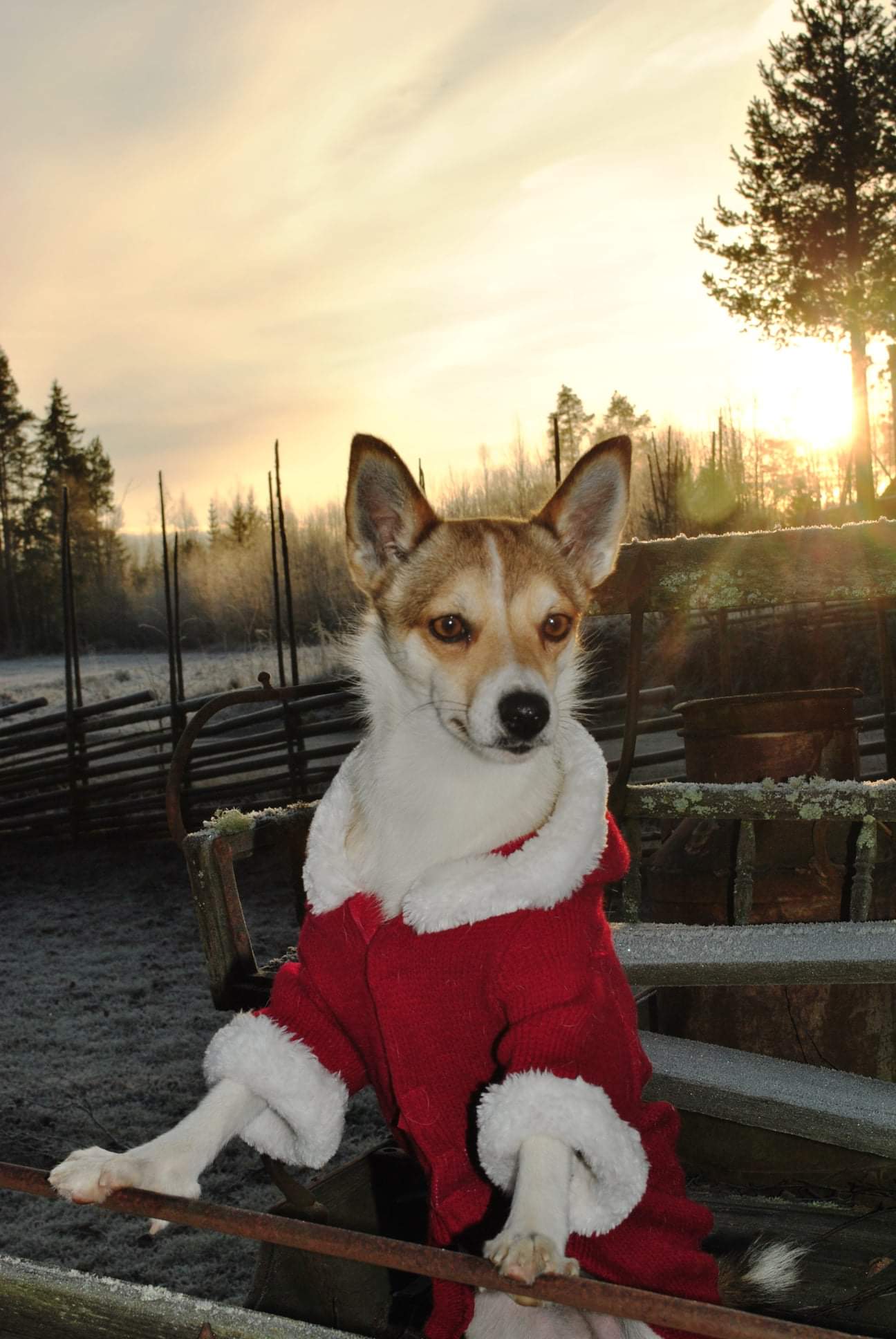 Norsk Lundehund,  Scilling's Dina