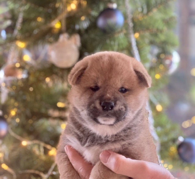 Shiba