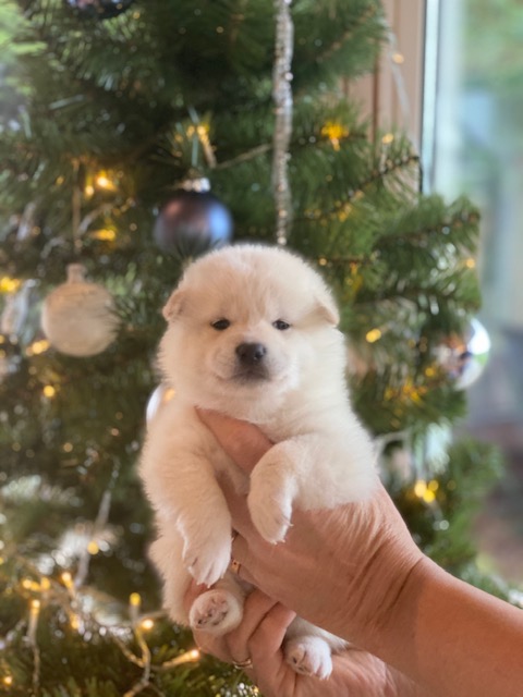 Shiba
