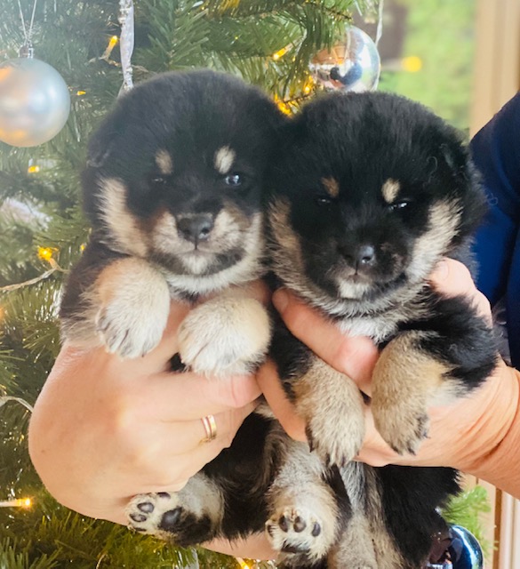 Shiba 