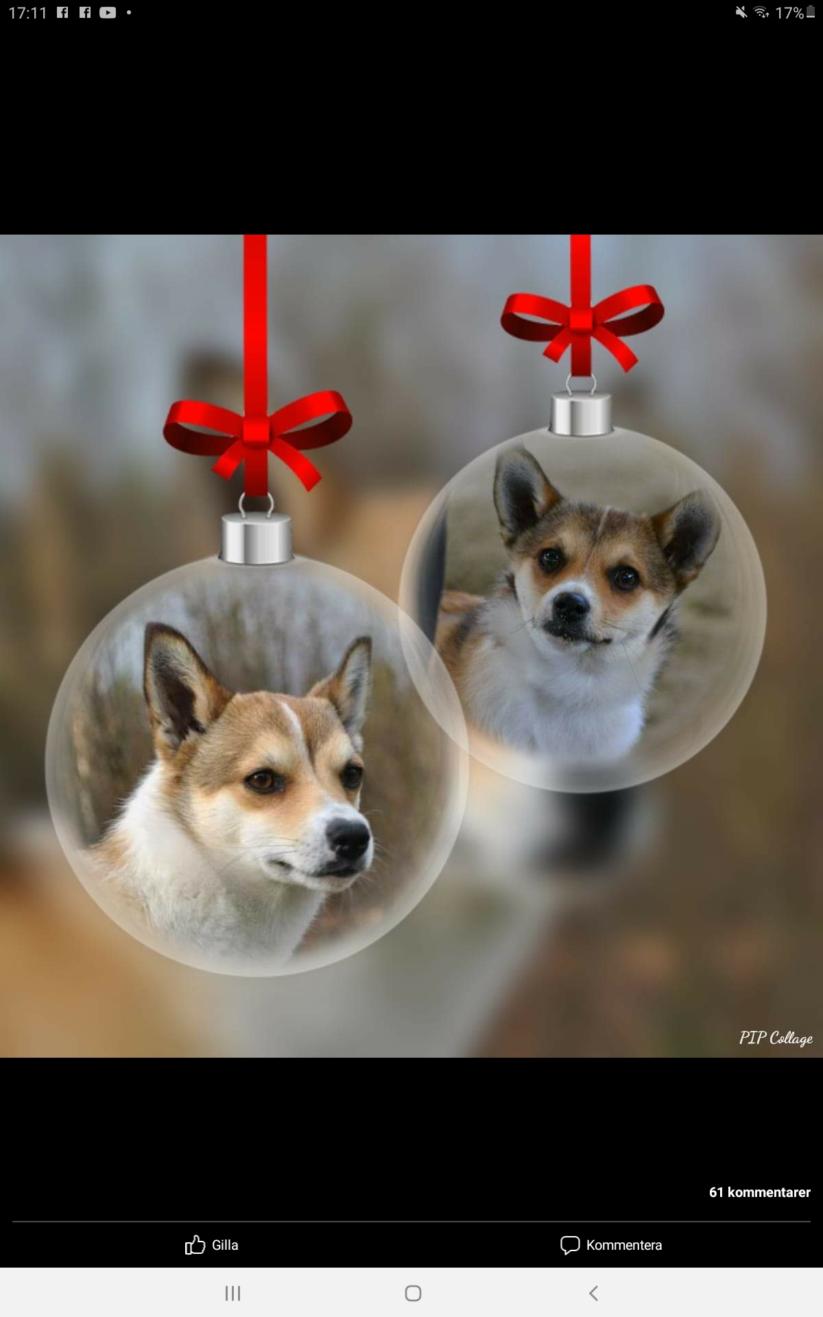 Norsk Lundehund, Scilling's Dina,  Maja och Bay breeze of Vorkosmia,  