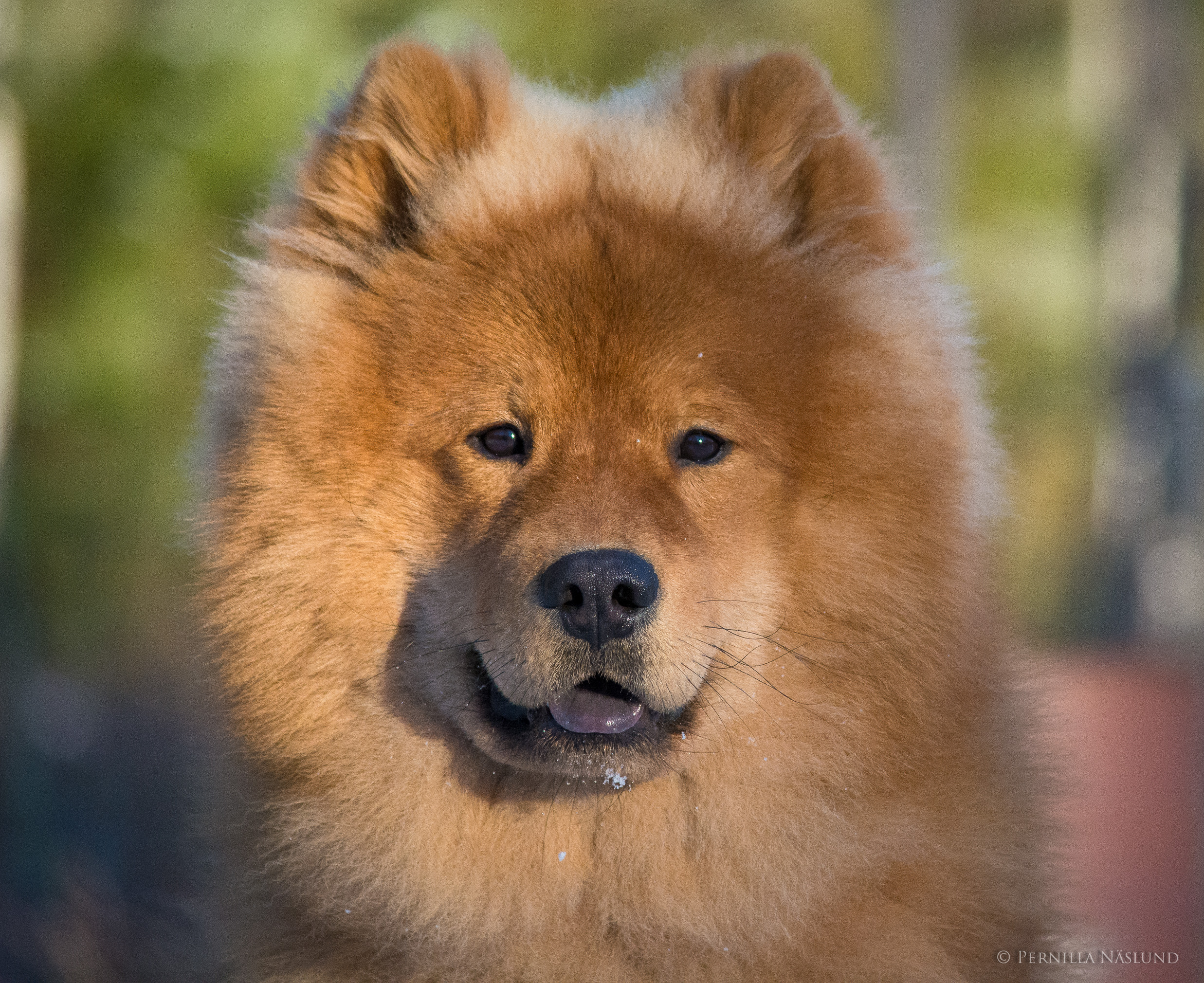 Eurasier