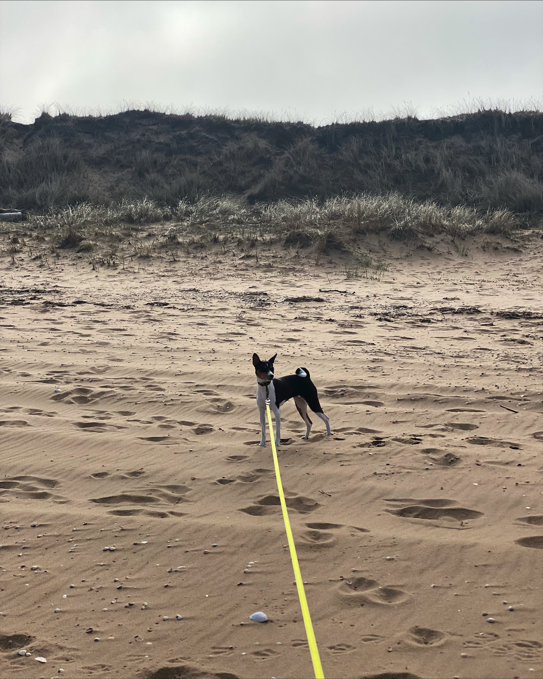 Basenji