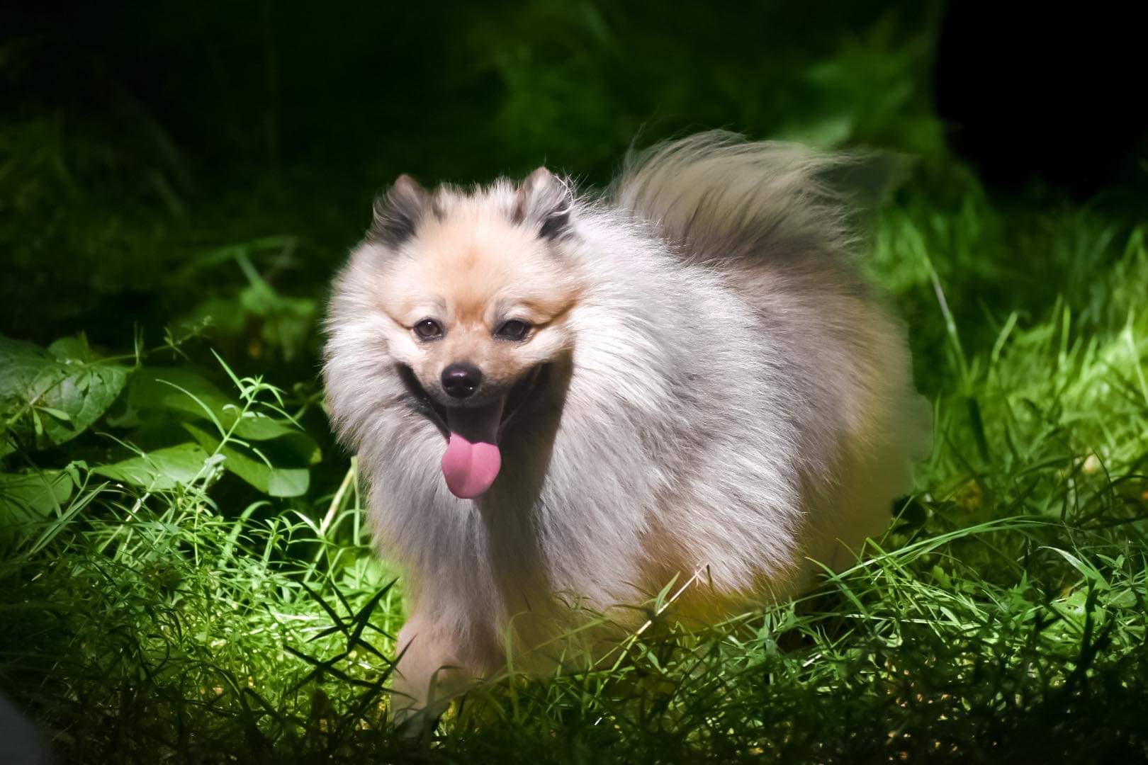 Tysk Spets 