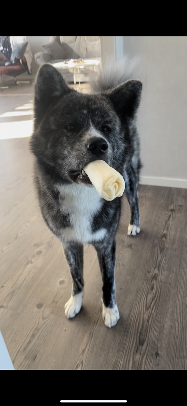 Nedji