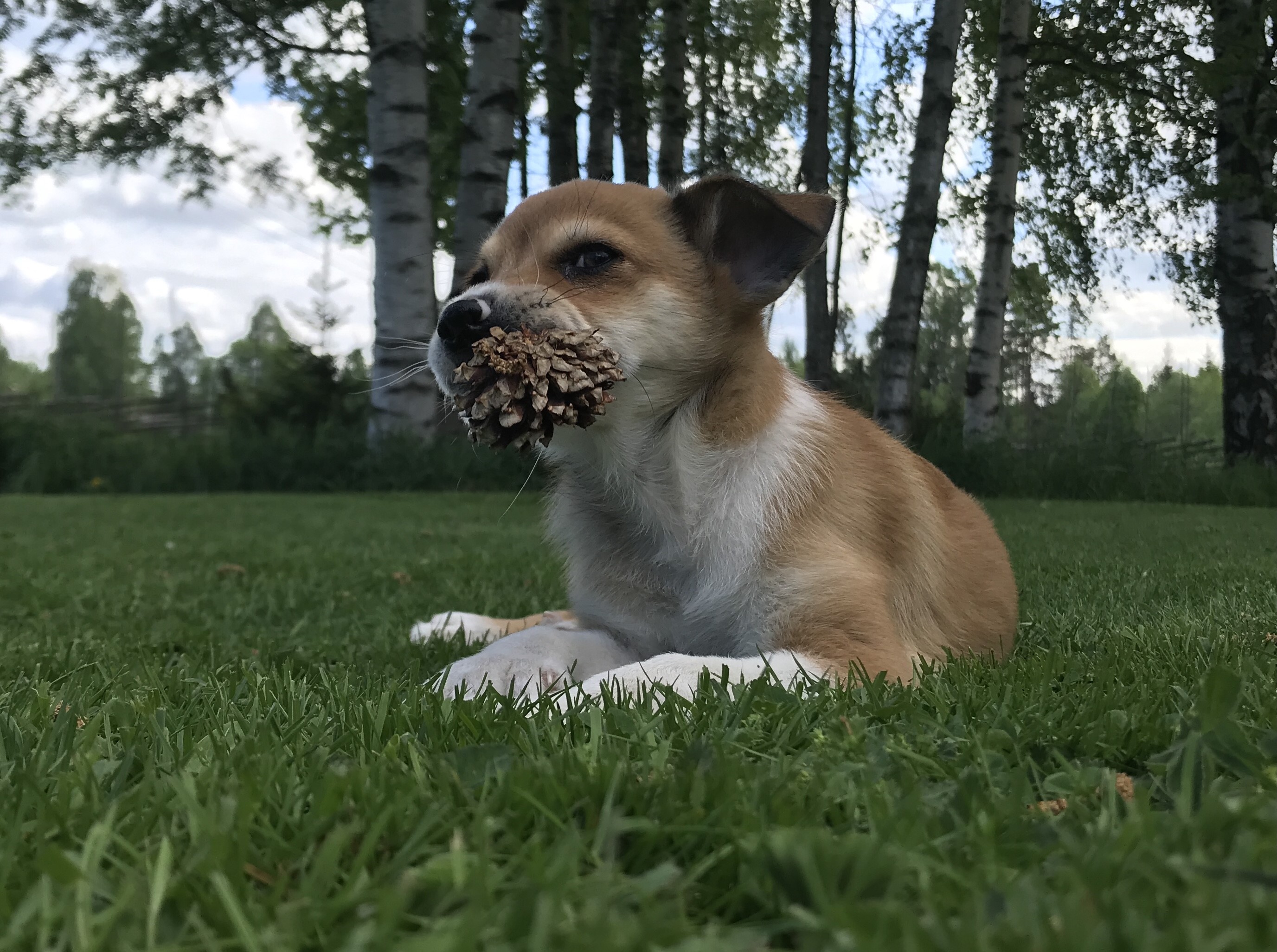 Levin leker med en kotte