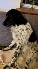 Ellie har fået morgenkvalme