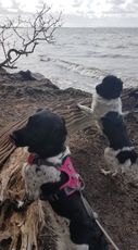 Salto og Ellie på tur sammen