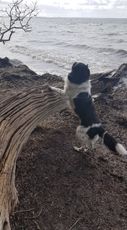 Salto