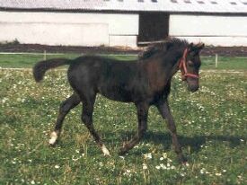Phelix -3 mdr.