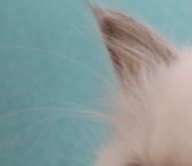 Nikolai