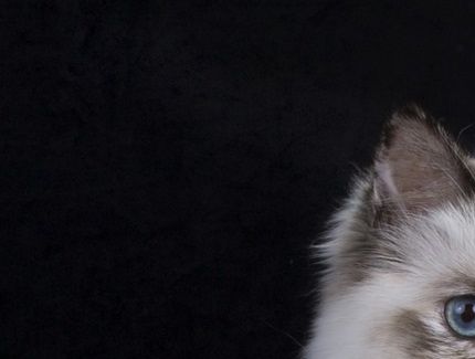 NO*Stalderkattens Polly, mor til vårt U-kull. Eies nå av Lill Kleven.