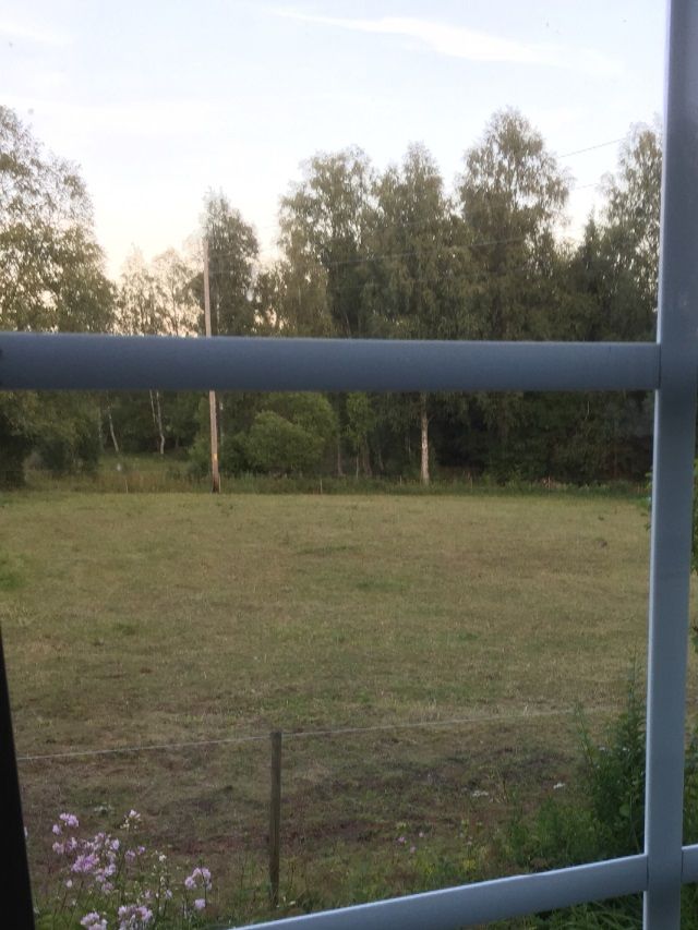 Hage precis utanför köksfönstret.