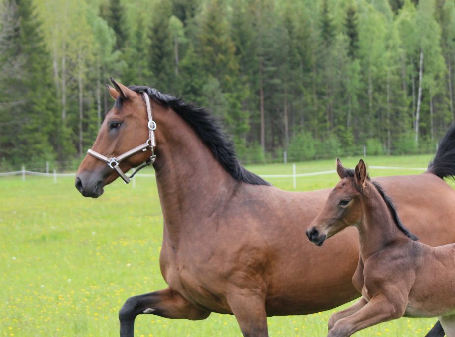 Odette och Kung Harald