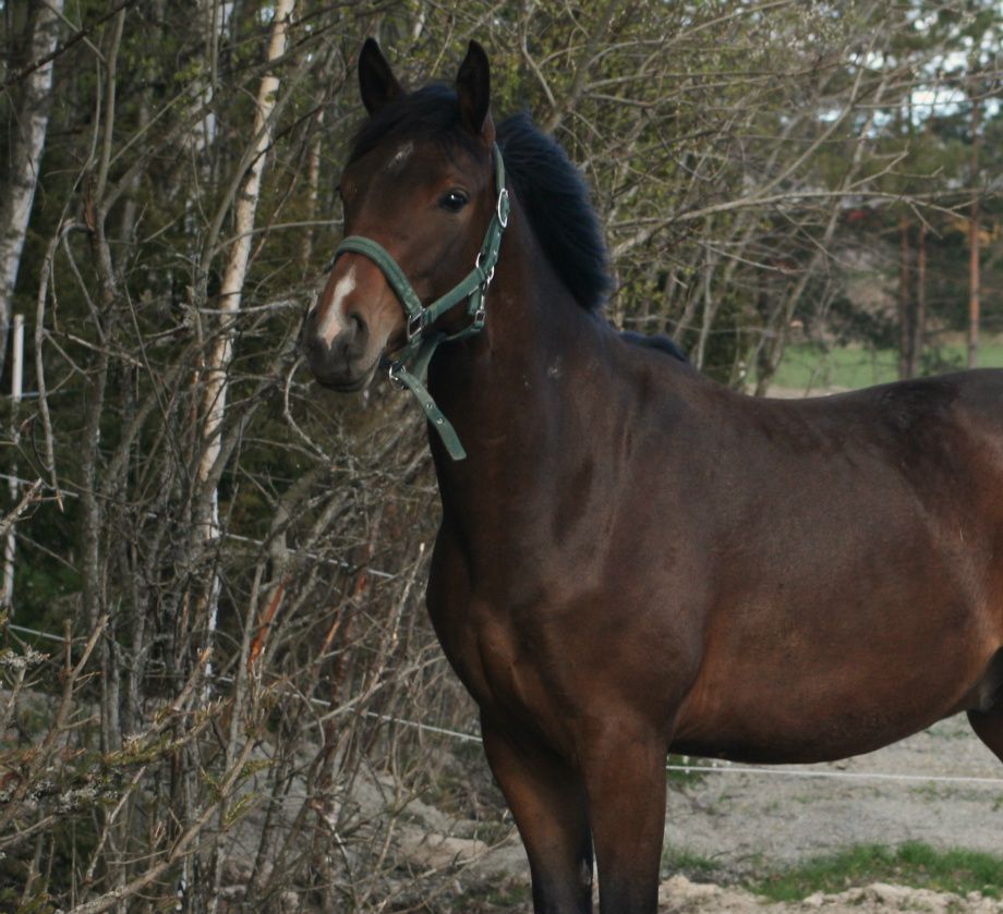 2009  Spikey 
E: Toscamoon U: KoRall 