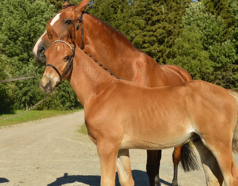 2015  Mr Darcy 
E: Warsteiner U: KoRall / tyvärr avliden