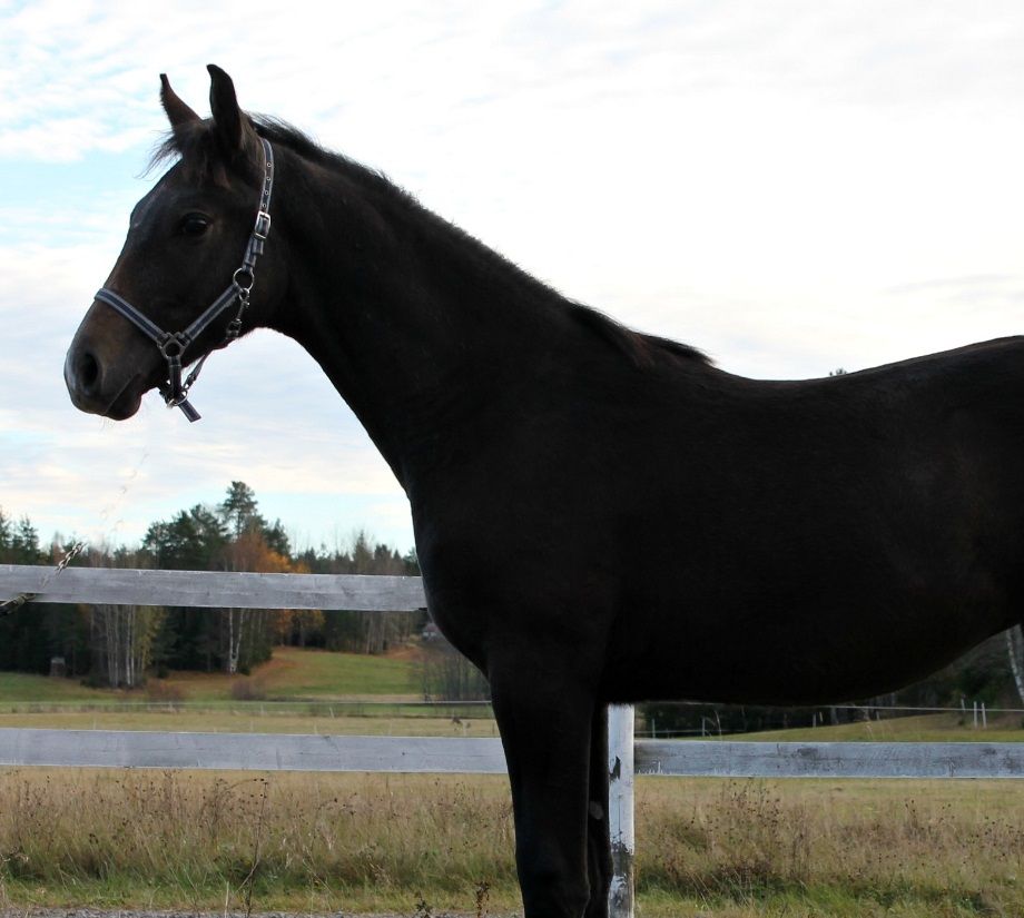 2016  Red Hot Ice
E: Red Hot Chilli U: Mimosa