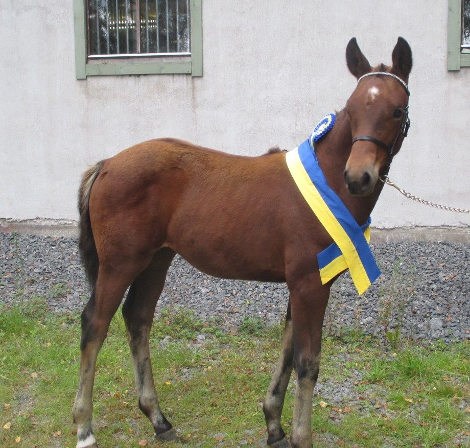 2016 Brilliant Dreams 
E:Dream of Heidelberg II   U: Brilliant Lightning