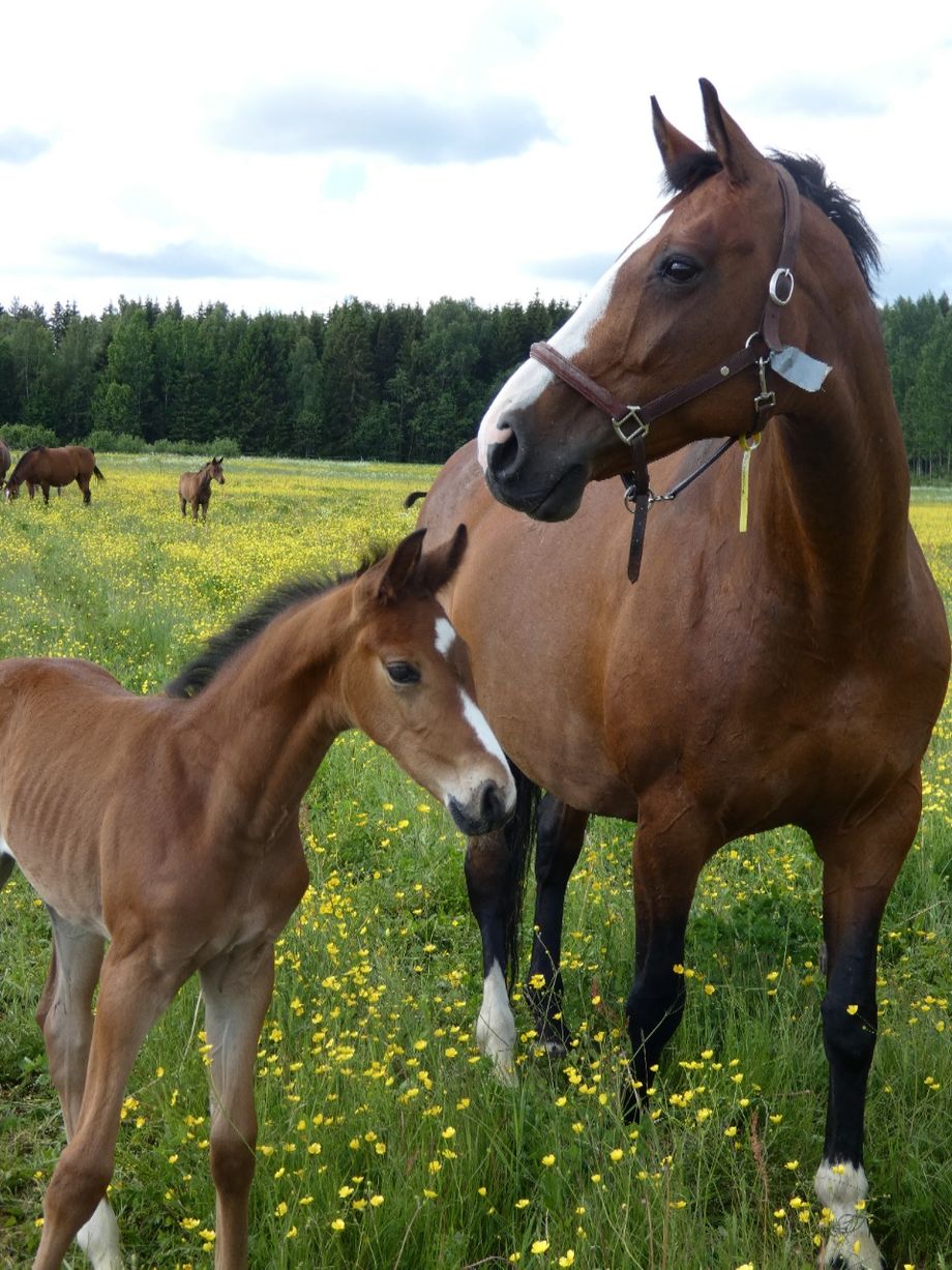 Brianne, ur stofamilj 44. Hon är efter Briar / Elizar / Furidant. Brianne har två tidigare avkommor varav den ena är visad vid treårstest med gångartsdiplom. Nu är hon dräktig med Firenze som bl a lämnat BT vinnare i Fälttävlan och gångartstalanger. Brianne har själv dubbeldiplom 50/50 p, och hon hoppar mkt bra, fick 8 8 på treårstestet och tre jämna gångarter 8 8 8. Tyvärr satte en kotledsskada stopp för fortsatt ridkarriär och hon är nu avelssto på heltid. Hon är även selektionssto med två prestionsstjärnor. 
http://www.blup.se/sv-SE/horses/163268-brianne-44-swb
