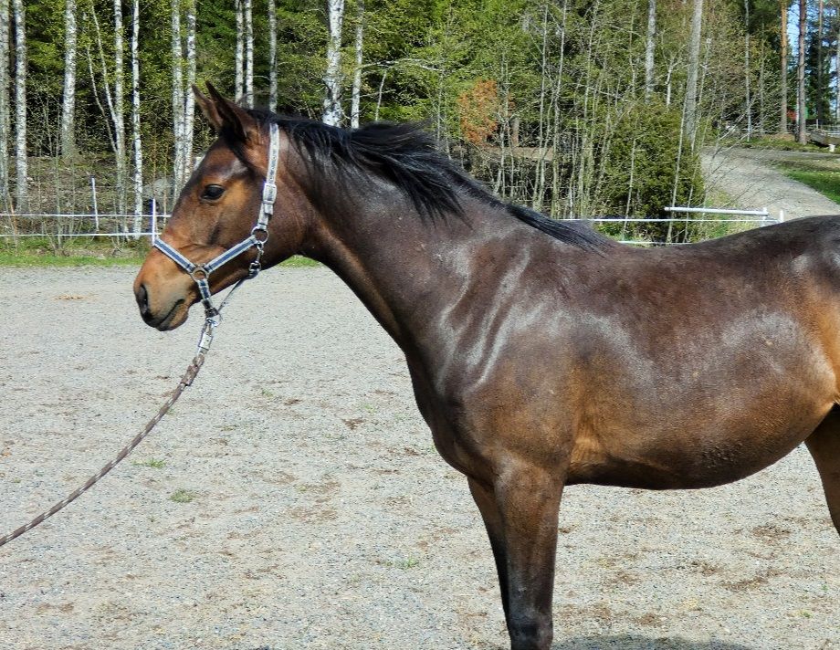 2017 Peekaboo
E: Diero Lux N  U: KoRall  UE: Koruce OX