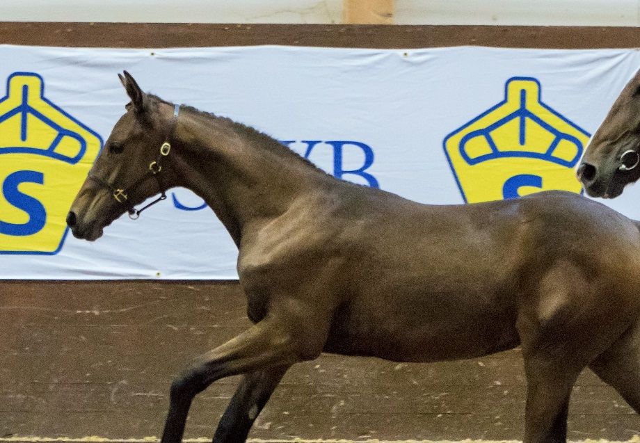 2017  HighHopes 
E:Highcruiser U: Sara Brightman UE:Bocelli
3:a Agria Riksföl Strömsholm 2017