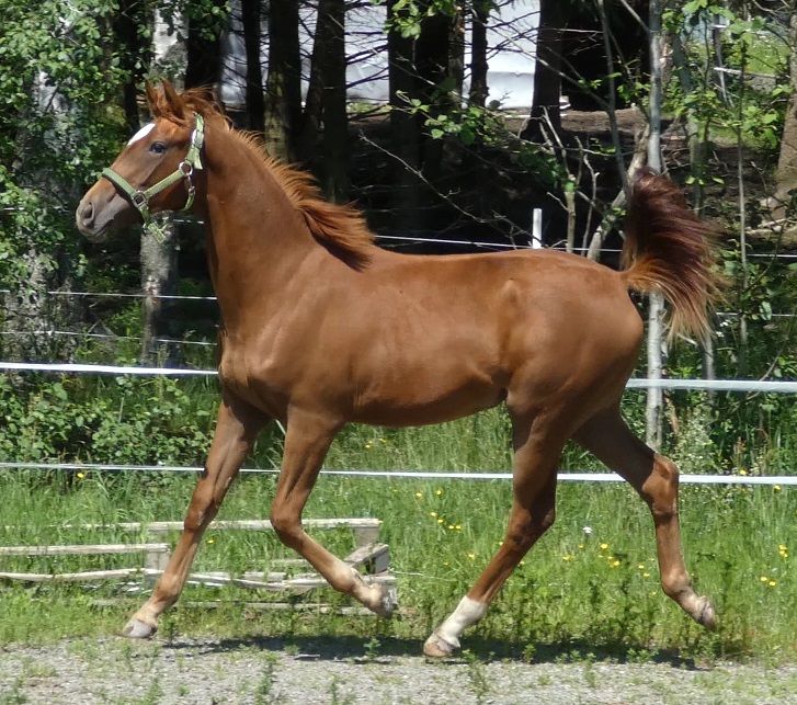 2018  Zilia's Sweet Lily
E: Total Hope U: Sweet Zilia RAA  UE: Akribori