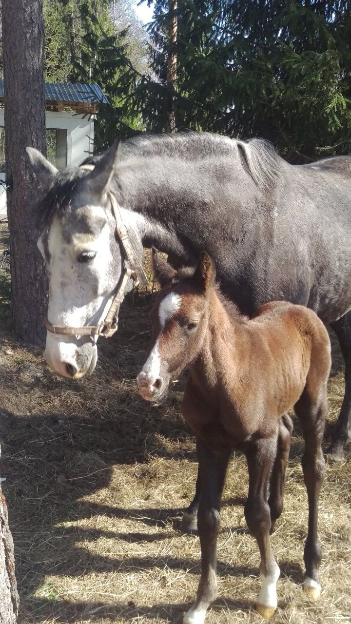Selma-Cornelia IMS  E: Cartier UE: Kingston.
Hon fick poängen 89877 på 3års och hoppade 9-9,5 så totalt 51,5 poäng som hopptalang vilket då innebär att hon har diplom 

Gick rikssto på flyinge men var trött och hoppade då ”bara” 8-8
Har startat 1,20 som högst, hann ej mer pga skada. Yttre trauma.
Hennes mamma gick 1,30 hoppning i Holland. 