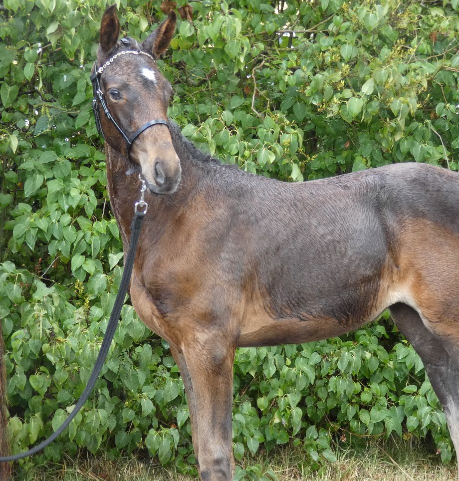 2020  Zilia's Sweet Kandy 
E: Kannando Hästak  U: Sweet Zilia Raa UE: Akribori 
Hamnade hos sin halvsyster, Zilia's Crown Jewel.