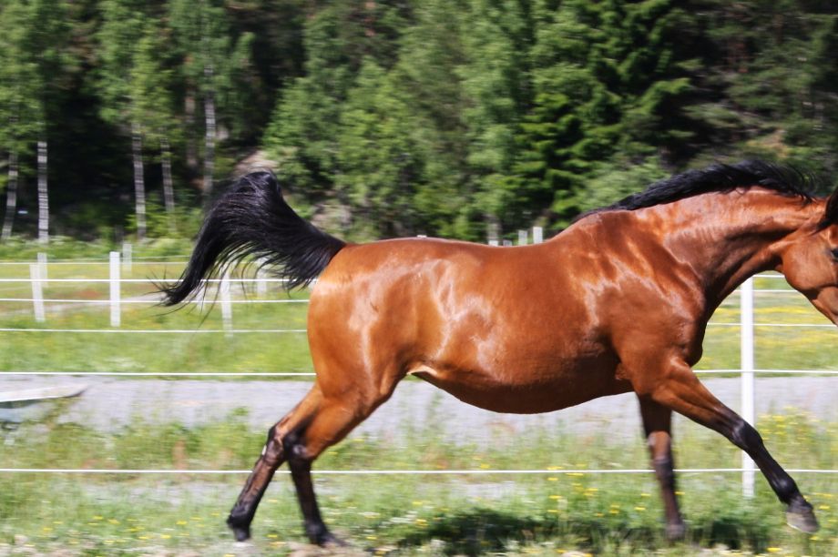 2004  KoRall
E: Koruce xx  U: RaCe UE: Racot