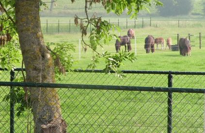 Beste Shetlandpony website van 2010 en 2011 !!!!!