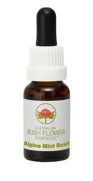 Alpine_Mint_Bush