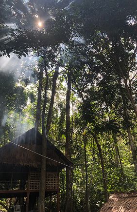 k foto giungla 2