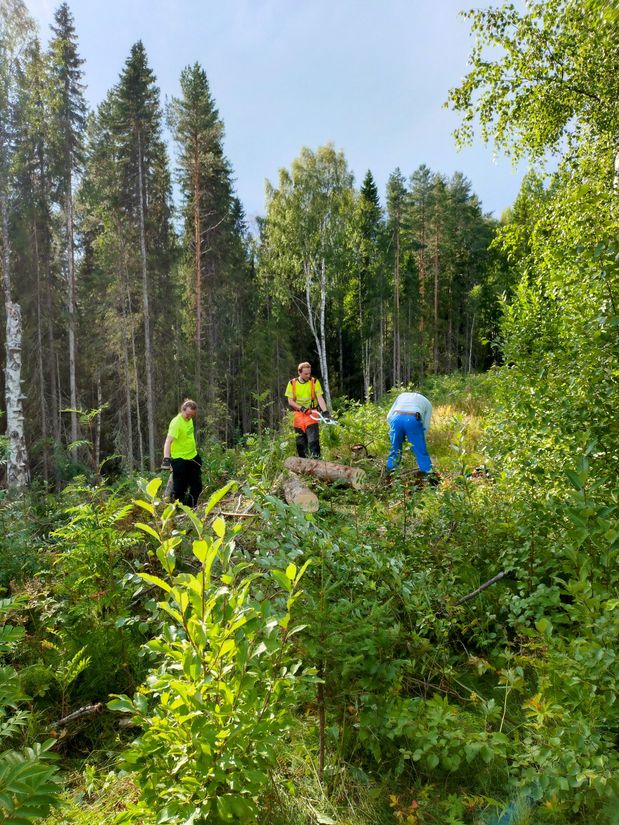 de träd Axel huggit kapas på plats 