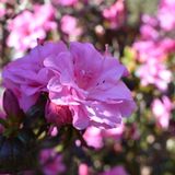Rhodo_edited