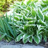 hosta 1